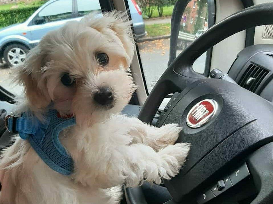 VANUE Rocky at the wheel