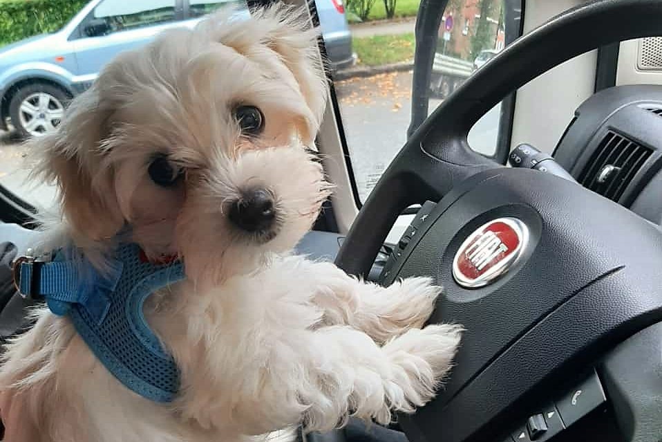 VANUE Dog at the steering wheel